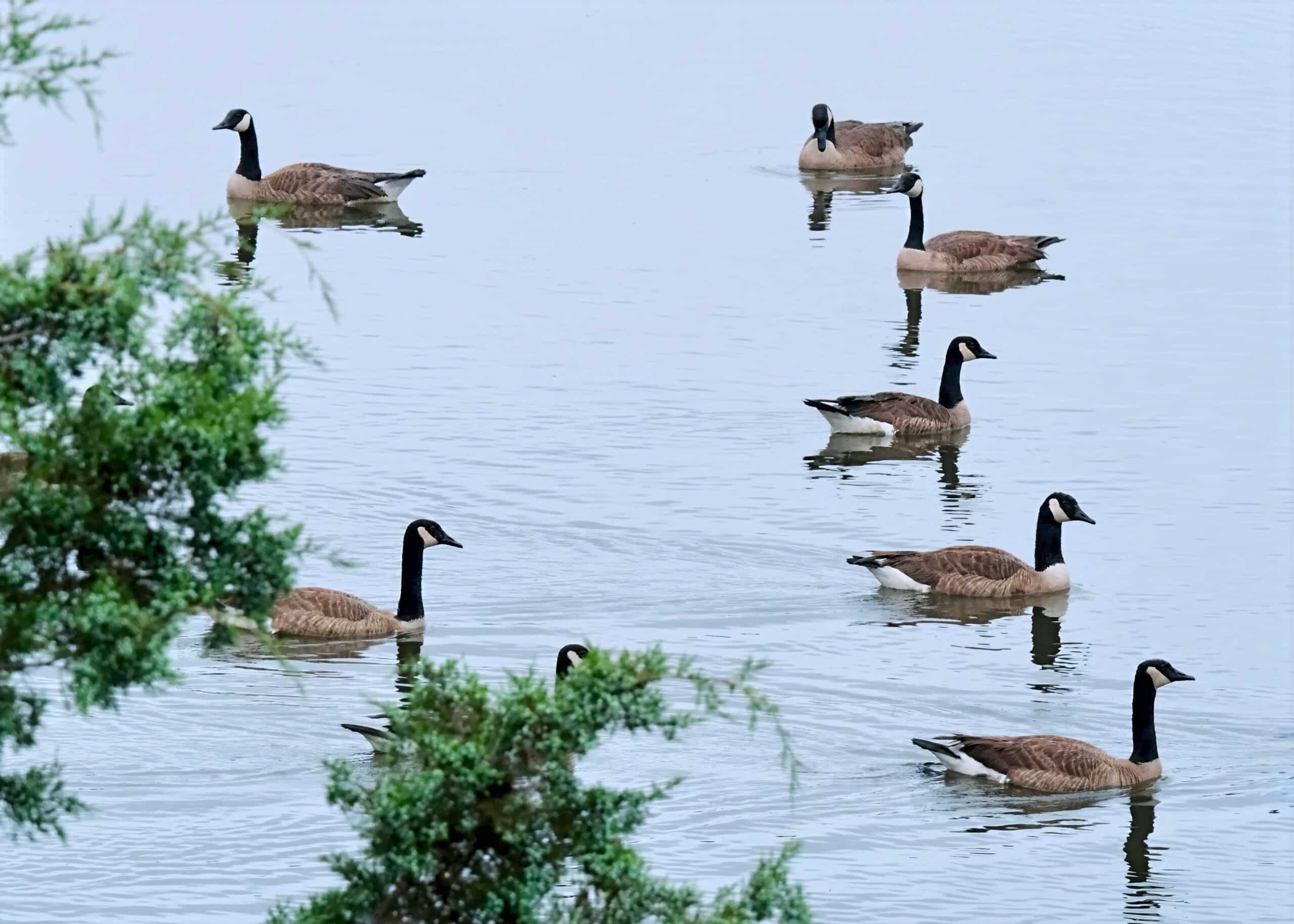 Canadian Geese in a lake