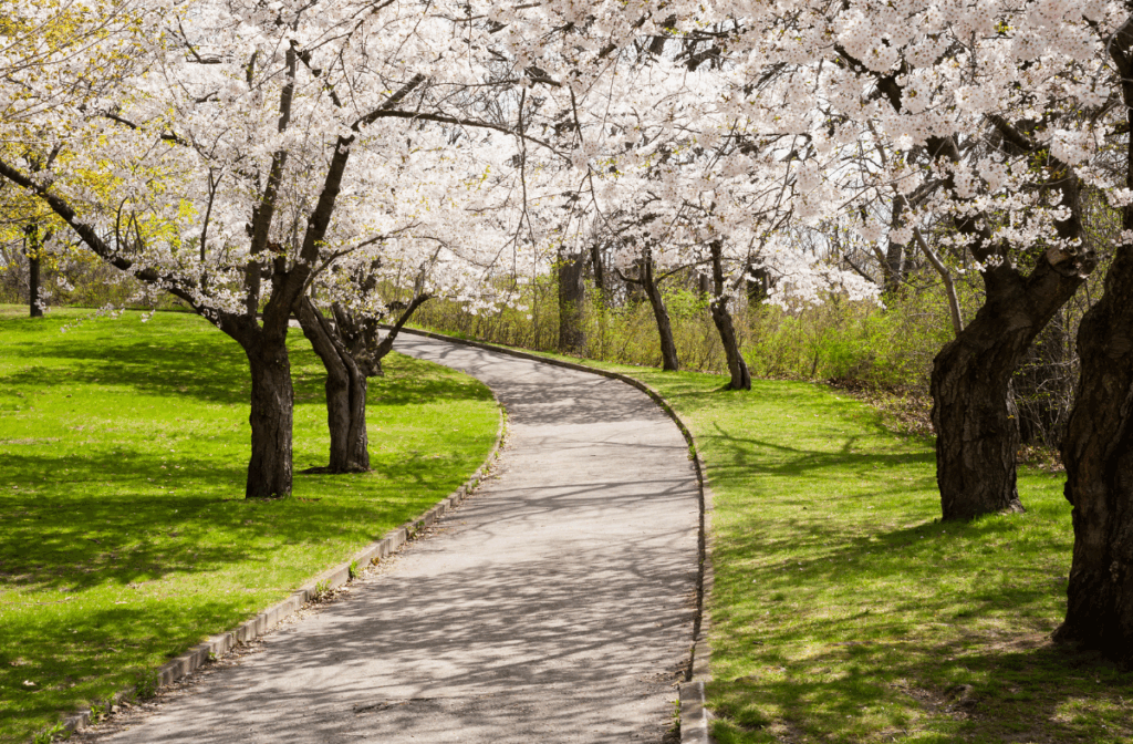 Pet-Friendly Neighbourhoods in the GTA for Growing Families 3 Cherry Blossom trees in full bloom at High Park Toronto