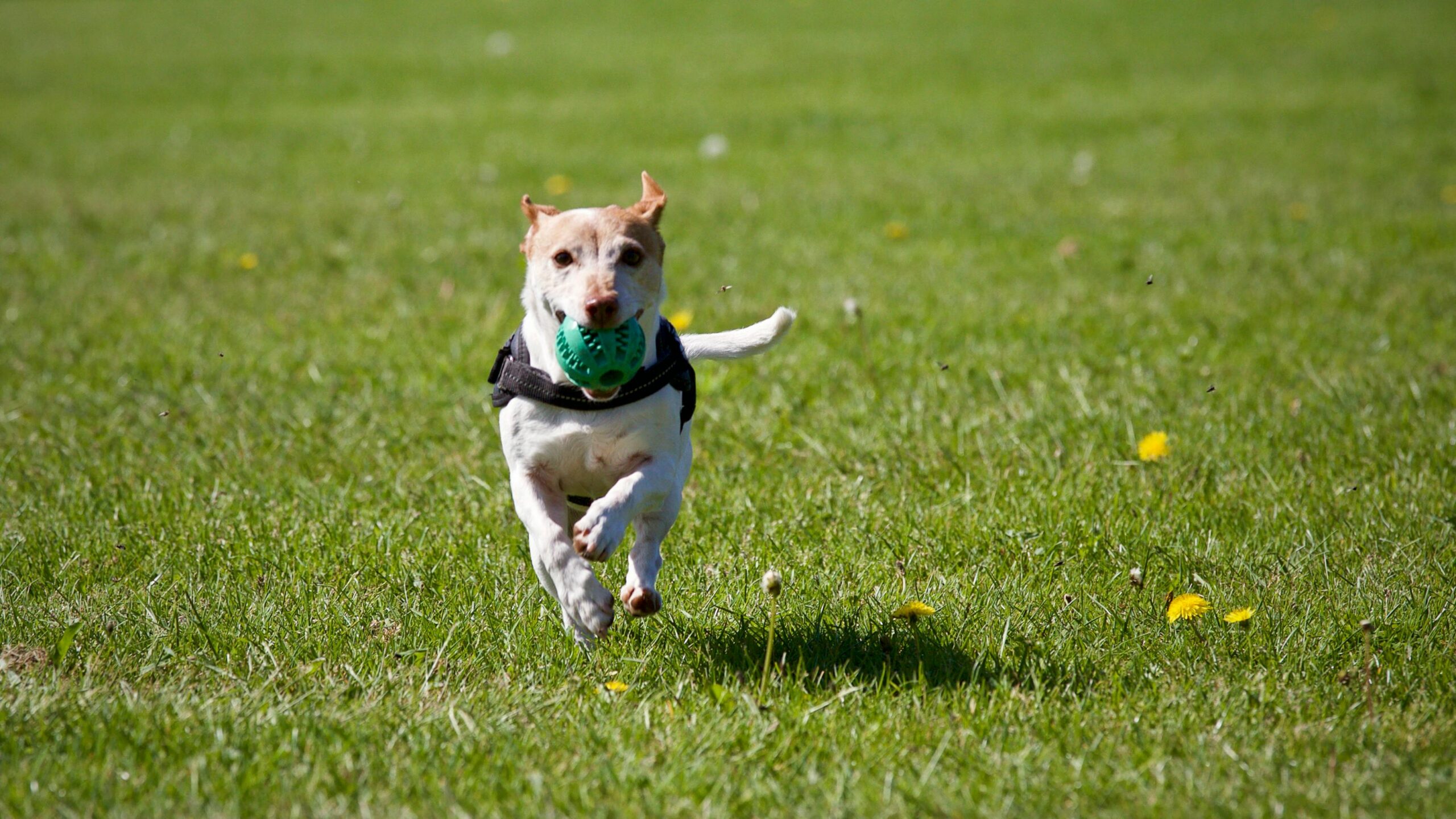 dog in a dog park