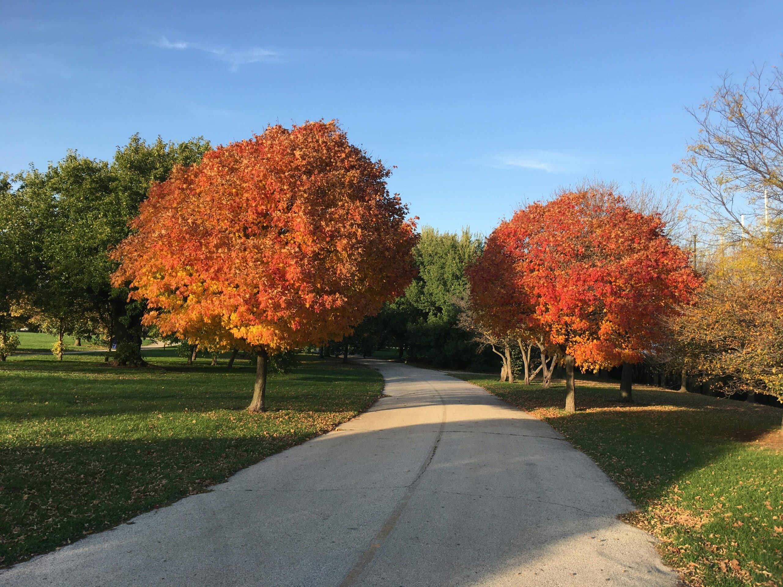 Trail in a park in the fall