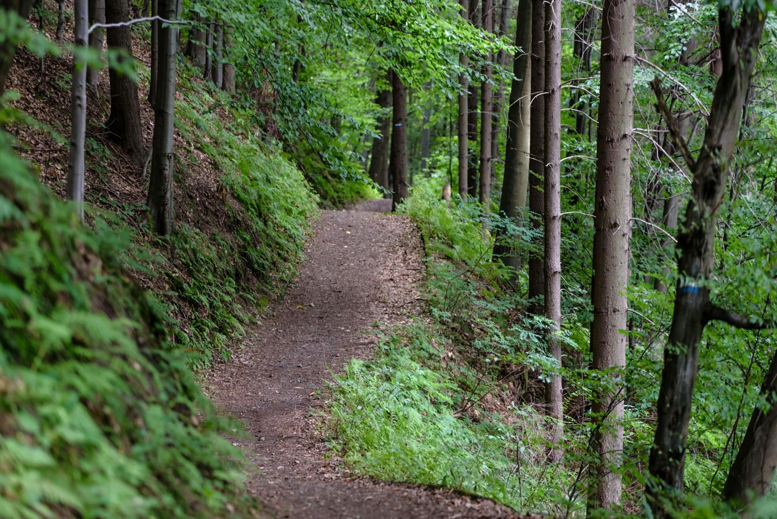 Forest Trail