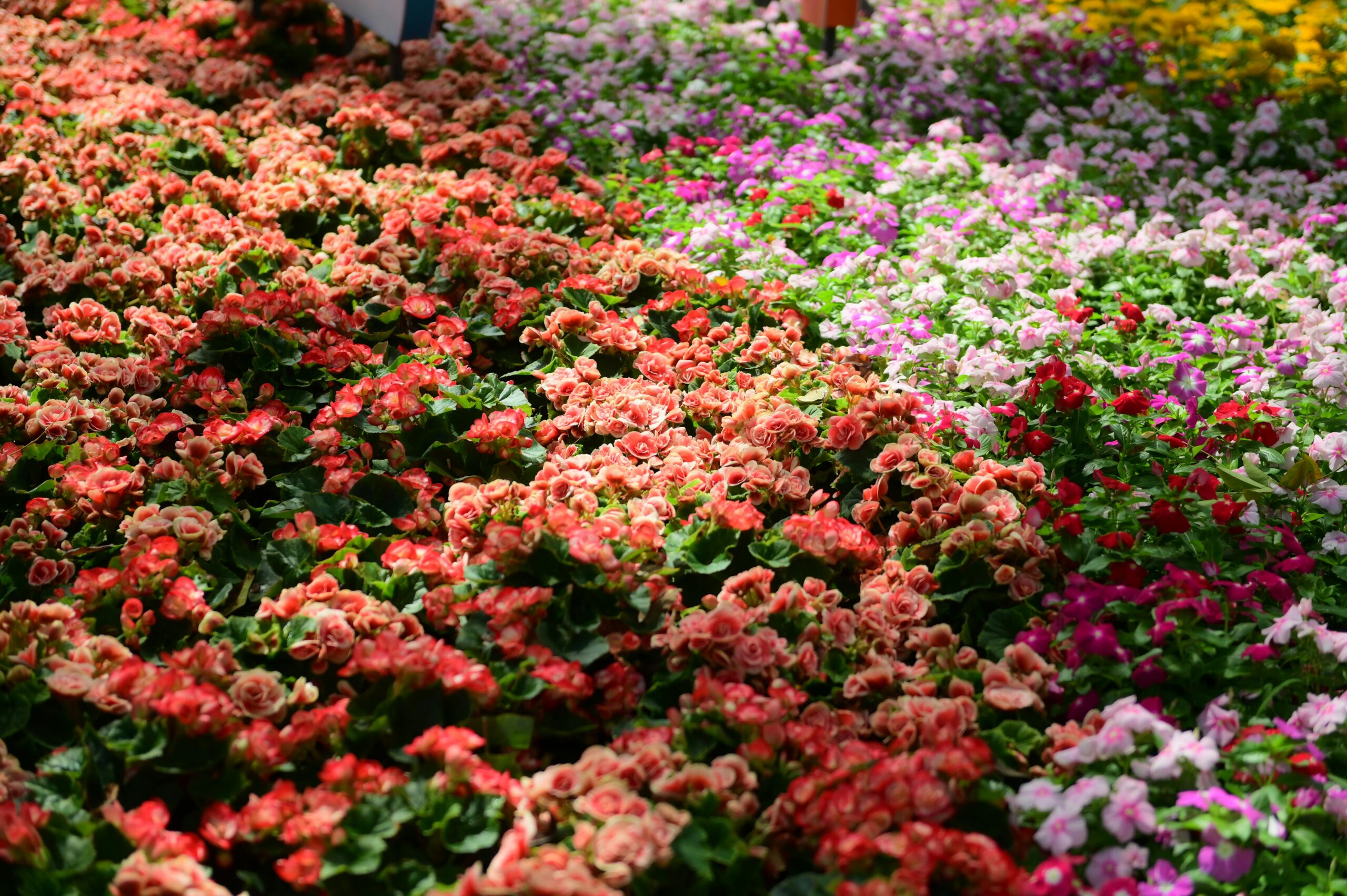 flowers at a botanical garden