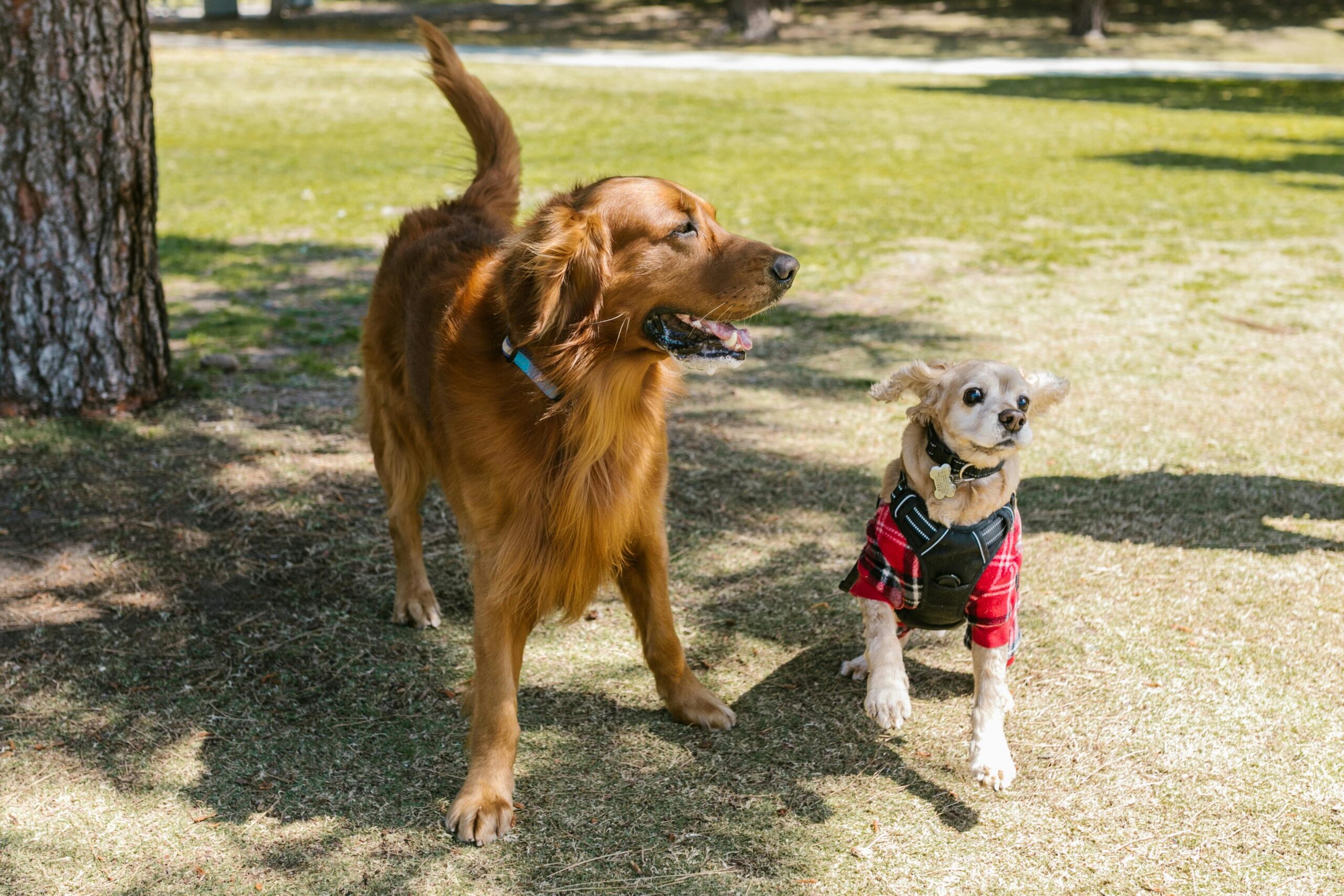 Two dogs in a park.
